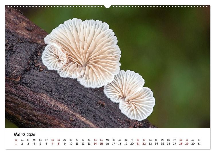 Produktbild: Pilzgalerie - Heimische Pilze von ihrer sch&ouml;nsten Seite (Wandkalender 2026 DIN A2 quer), CALVENDO Monatskalender