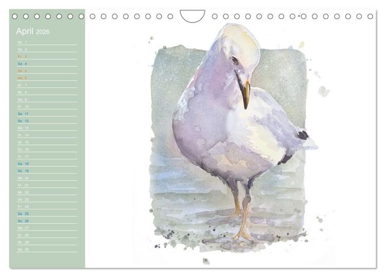 Produktbild: M&ouml;wen - Aquarelle von Julia Pasinski (Wandkalender 2026 DIN A4 quer), CALVENDO Monatskalender