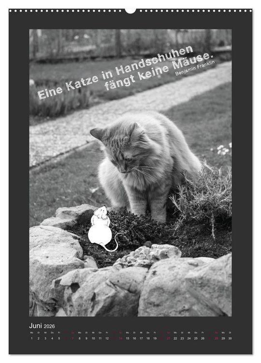 Produktbild: Katz & Maus (Wandkalender 2026 DIN A2 hoch), CALVENDO Monatskalender
