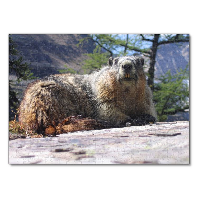 Produktbild: Lais Puzzle Murmeltier 500 Teile