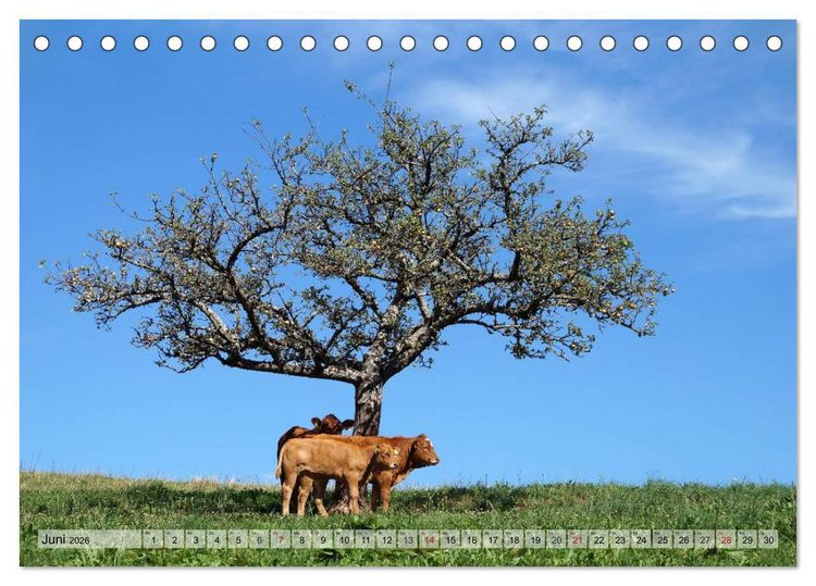 Produktbild: S&uuml;dschwarzwald - Impressionen (Tischkalender 2026 DIN A5 quer), CALVENDO Monatskalender