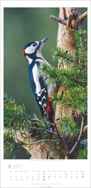Produktbild: Im Wald Kalender 2027