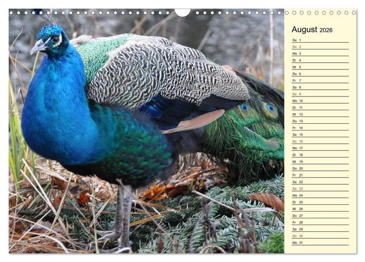 Produktbild: Pfaue. Pr&auml;chtig und schillernd (Wandkalender 2026 DIN A3 quer), CALVENDO Monatskalender