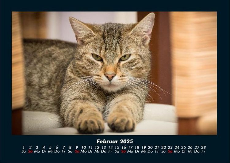 Produktbild: F&uuml;r Katzenfreunde 2025 Fotokalender DIN A4