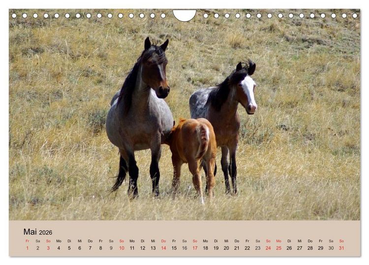 Produktbild: Wildpferde. Frei wie der Wind (Wandkalender 2026 DIN A4 quer), CALVENDO Monatskalender