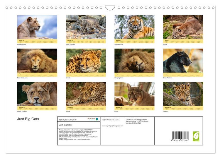 Produktbild: Just Big Cats (Wall Calendar 2026 DIN A3 landscape), CALVENDO 12 Month Wall Calendar