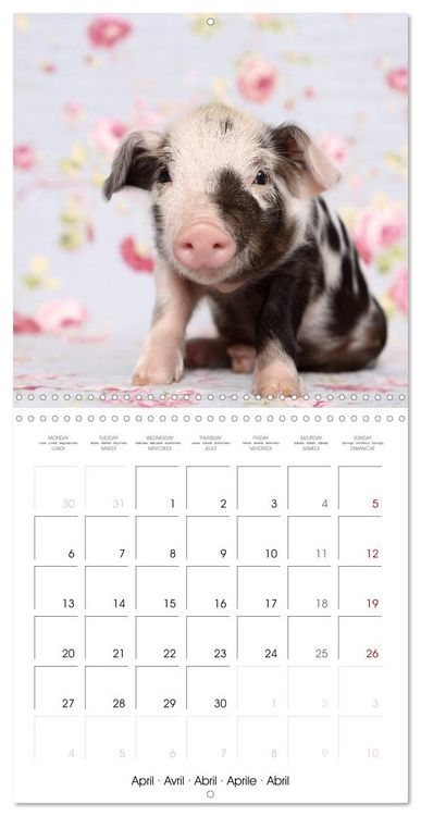 Produktbild: Sweet little piglets (Wall Calendar 2026 12 &times; 12 Inch) CALVENDO 12 Month Wall Calendar