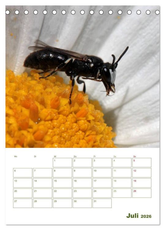 Produktbild: Wildbienen-Terminplaner 2026 (Tischkalender 2026 DIN A5 hoch), CALVENDO Monatskalender