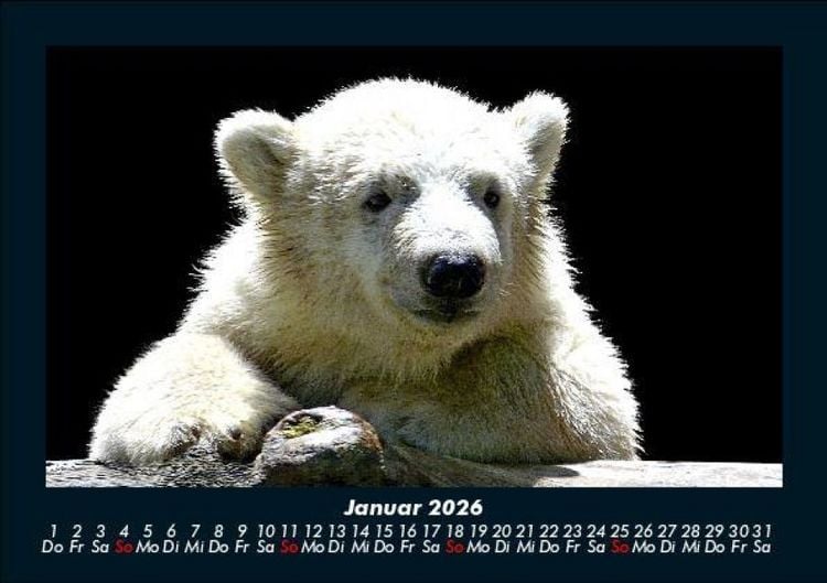 Produktbild: Eisb&auml;ren 2026 Fotokalender DIN A5