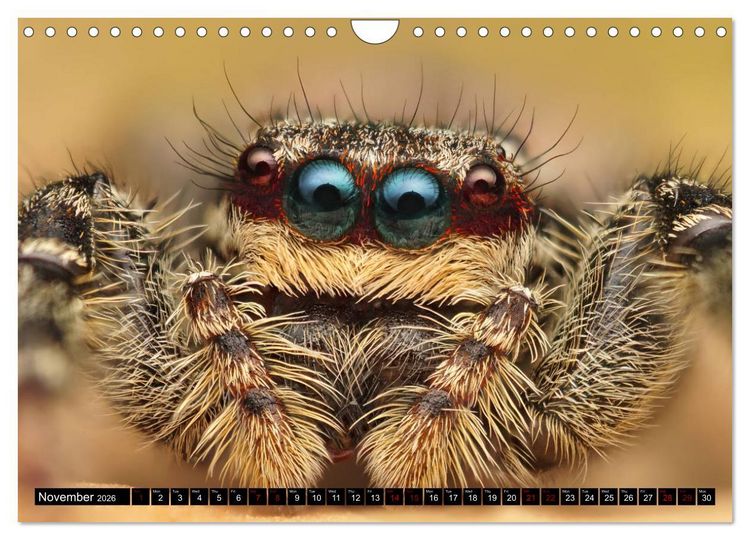Produktbild: Jumping Spiders (Wall Calendar 2026 DIN A4 landscape), CALVENDO 12 Month Wall Calendar