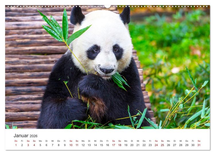 Produktbild: B&auml;ren - Pandas, Grizzlyb&auml;ren und Co. (Wandkalender 2026 DIN A2 quer), CALVENDO Monatskalender