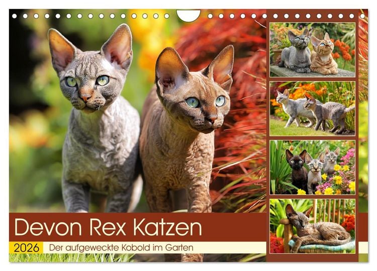 Produktbild: Devon Rex Katzen. Der aufgeweckte Kobold im Garten (Wandkalender 2026 DIN A4 quer), CALVENDO Monatskalender