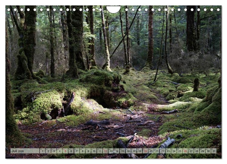 Produktbild: Prim&auml;rwald - Neuseeland (Wandkalender 2026 DIN A4 quer), CALVENDO Monatskalender