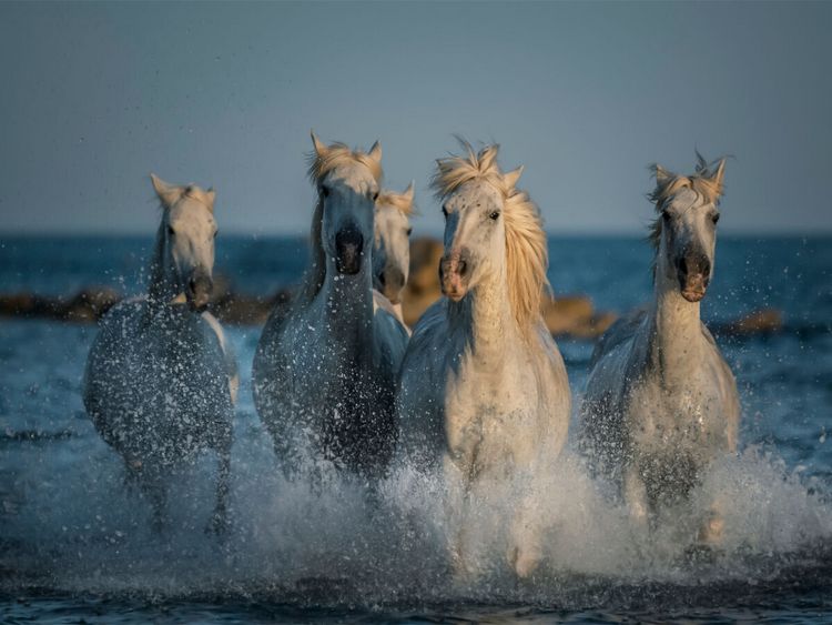 Produktbild: CALVENDO Puzzle Camarguepferde - Stuten im Meer | 1000 Teile Lege-Gr&ouml;&szlig;e 64x48cm Foto-Puzzle f&uuml;r gl&uuml;ckliche Stunden