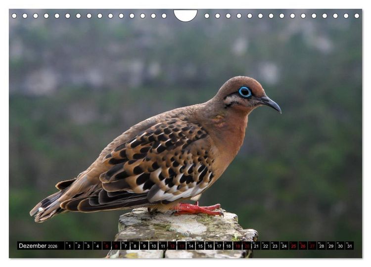 Produktbild: Naturparadies Galapagos - UNESCO Weltkulturerbe (Wandkalender 2026 DIN A4 quer), CALVENDO Monatskalender