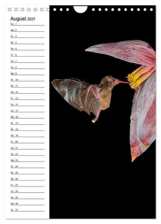Produktbild: Costa Rica - Magische Tiere des Regenwaldes (Wandkalender 2027 DIN A4 hoch), CALVENDO Monatskalender