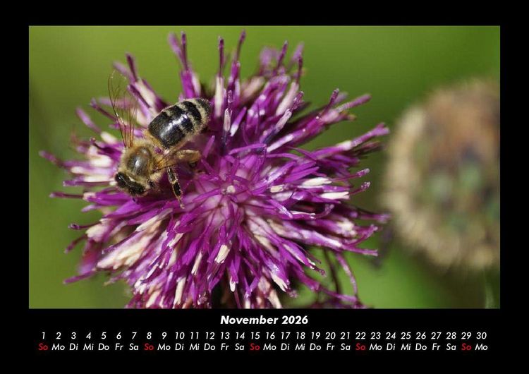 Produktbild: Bienen 2026 Fotokalender DIN A3