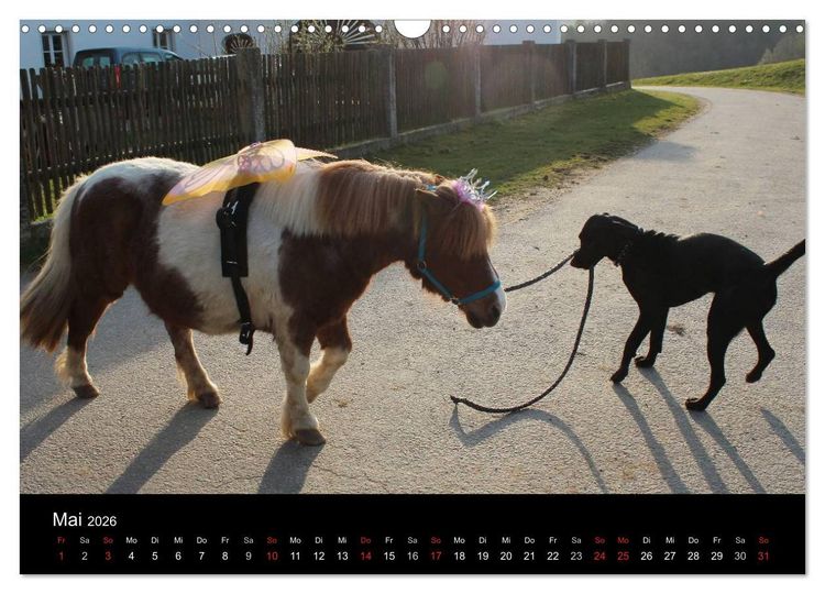 Produktbild: Der schwarze Hund und seine Freunde (Wandkalender 2026 DIN A3 quer), CALVENDO Monatskalender