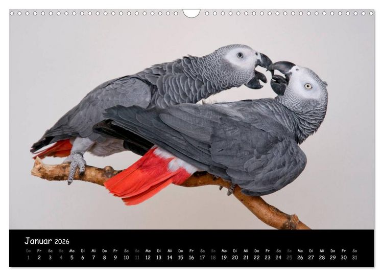 Produktbild: Graupapageien mit Herz (Wandkalender 2026 DIN A3 quer), CALVENDO Monatskalender