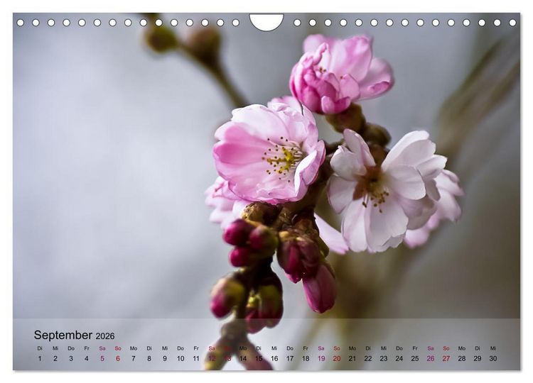 Produktbild: Bl&uuml;tenrausch - Mit Fr&uuml;hlingsgef&uuml;hlen durchs ganze Jahr (Wandkalender 2026 DIN A4 quer), CALVENDO Monatskalender