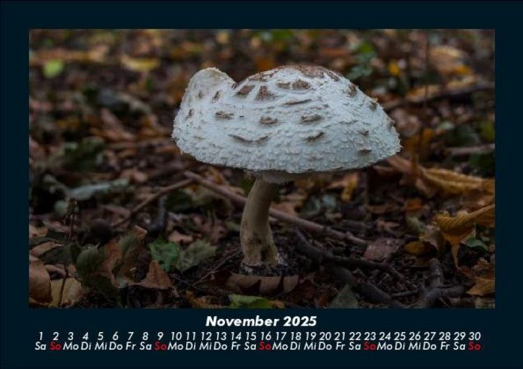 Produktbild: Pilzkalender 2025 Fotokalender DIN A5
