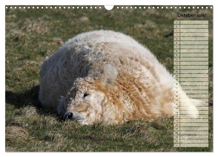 Produktbild: Gl&uuml;ckliche K&uuml;he (Wandkalender 2026 DIN A3 quer), CALVENDO Monatskalender