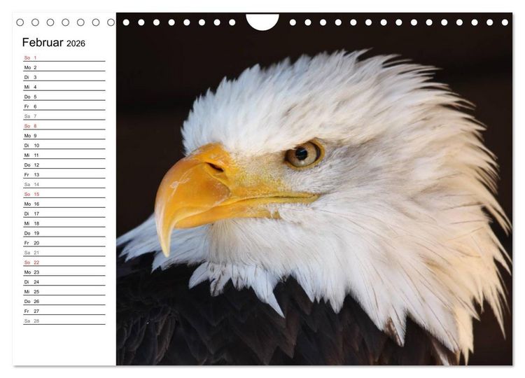 Produktbild: Der Wei&szlig;kopfseeadler (Wandkalender 2026 DIN A4 quer), CALVENDO Monatskalender