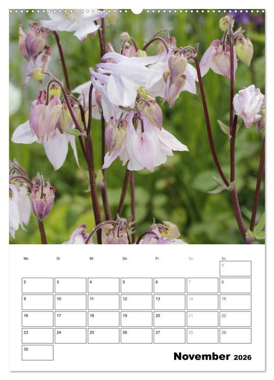 Produktbild: Zauberhafte Akeleien (hochwertiger Premium Wandkalender 2026 DIN A2 hoch), Kunstdruck in Hochglanz