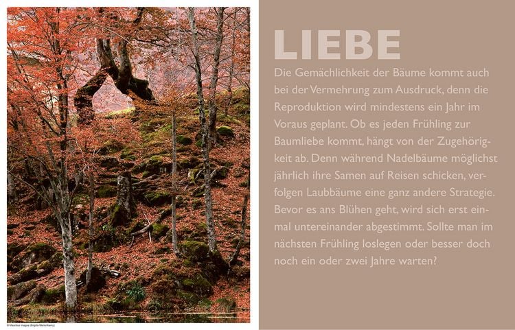 Produktbild: Das geheime Leben der B&auml;ume