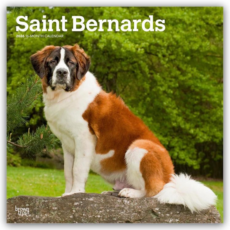 Produktbild: Saint Bernards &ndash; Bernhardiner 2026 &ndash; 16-Monatskalender
