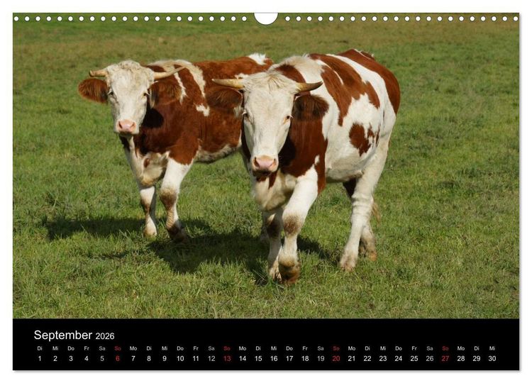 Produktbild: Die Welt der K&uuml;he (Wandkalender 2026 DIN A3 quer), CALVENDO Monatskalender
