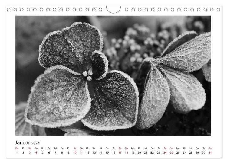 Produktbild: Die grafische Sch&ouml;nheit der Pflanzen &ndash; Schwarz-Wei&szlig; (Wandkalender 2026 DIN A4 quer), CALVENDO Monatskalender