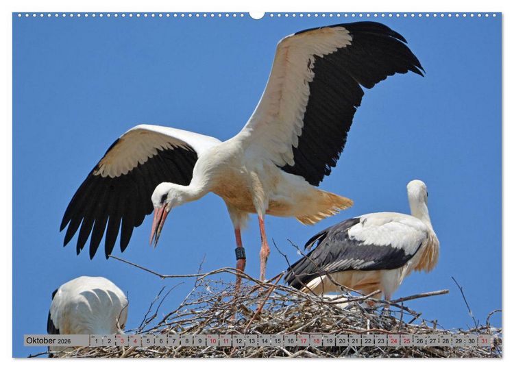 Produktbild: Zu Gast bei Familie Storch (Wandkalender 2026 DIN A2 quer), CALVENDO Monatskalender
