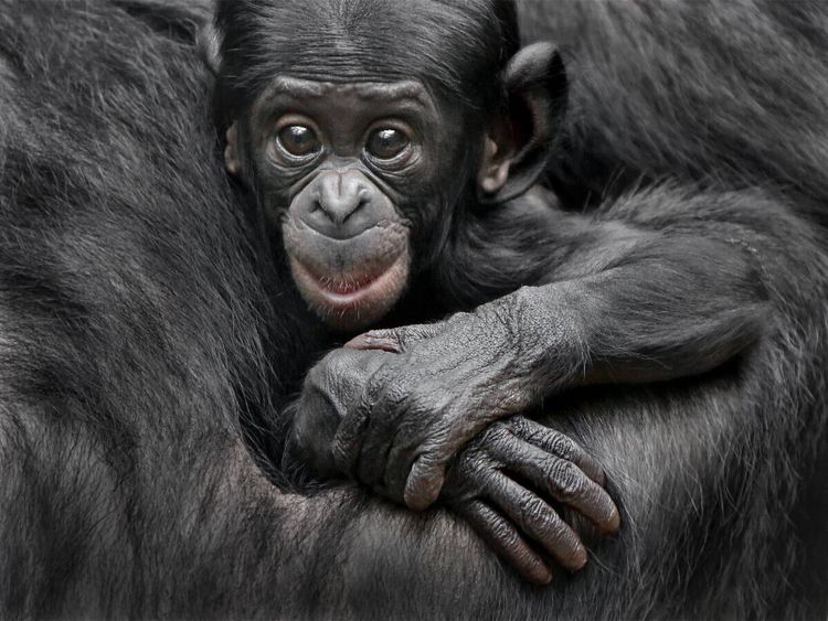 Produktbild: CALVENDO Puzzle Bonobo XEKELE | 1000 Teile Lege-Gr&ouml;&szlig;e 64x48cm Foto-Puzzle f&uuml;r gl&uuml;ckliche Stunden