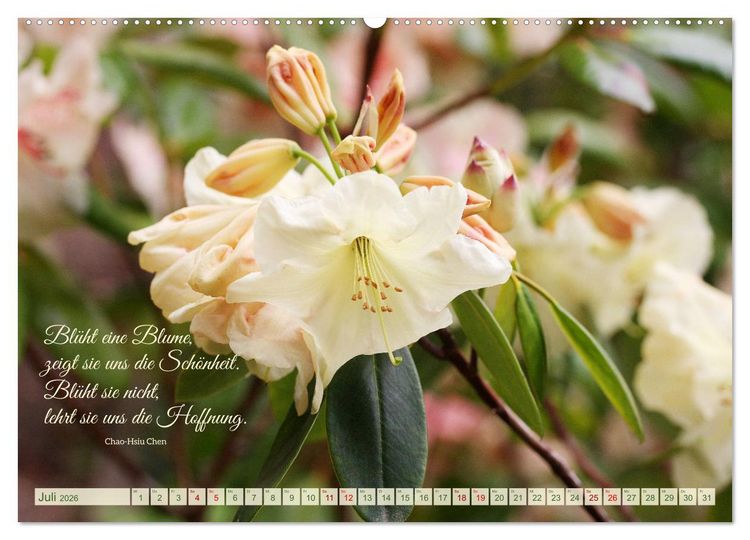 Produktbild: Rhododendren und Poesie (Wandkalender 2026 DIN A2 quer), CALVENDO Monatskalender