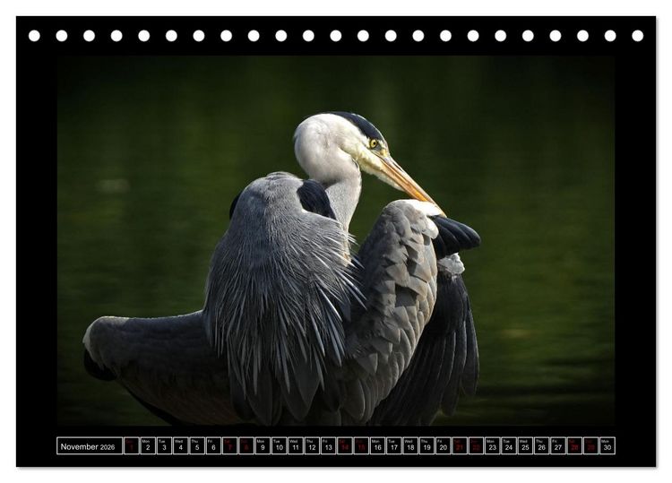 Produktbild: The heron parade (Desk Calendar 2026 DIN A5 landscape), CALVENDO 12 Month DeskCalendar