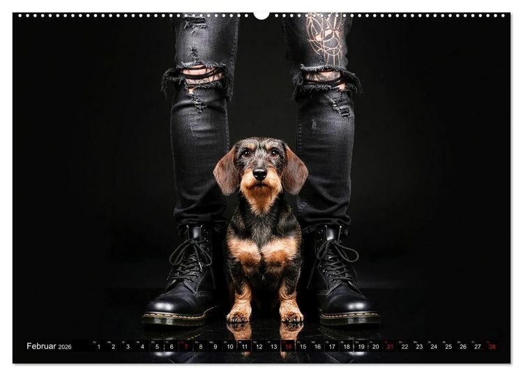 Produktbild: Coole Typen - Rauhaardackel (hochwertiger Premium Wandkalender 2026 DIN A2 quer), Kunstdruck in Hochglanz