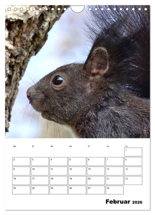 Produktbild: Niedliche Eichh&ouml;rnchen (Wandkalender 2026 DIN A4 hoch), CALVENDO Monatskalender