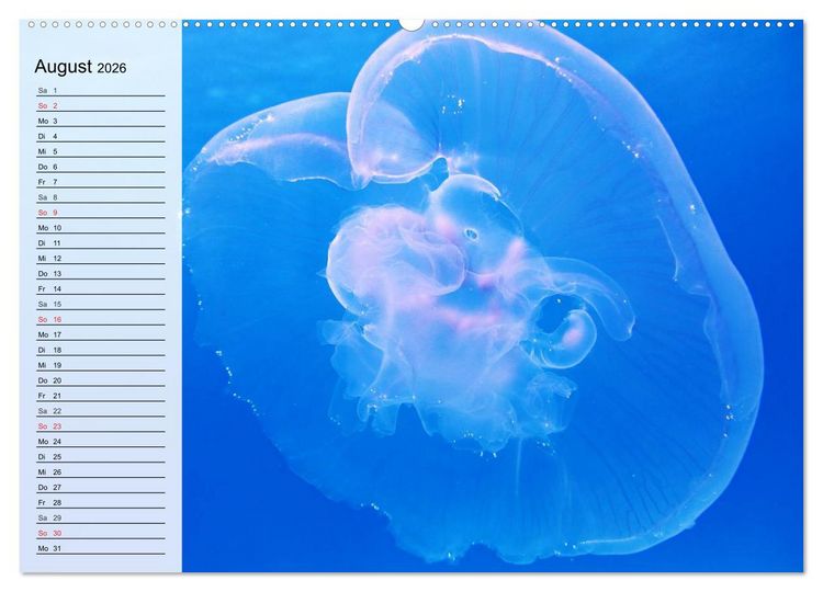 Produktbild: Quallen. &Auml;therische Wunderwesen (hochwertiger Premium Wandkalender 2026 DIN A2 quer), Kunstdruck in Hochglanz