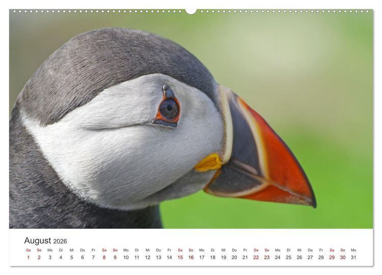 Produktbild: Papageitaucher - Clowns der nordischen Vogelwelt (hochwertiger Premium Wandkalender 2026 DIN A2 quer), Kunstdruck in Hochglanz