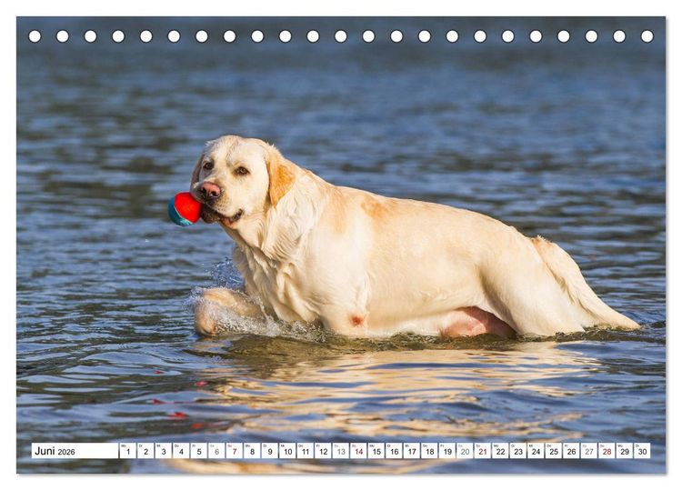 Produktbild: Freund auf 4 Pfoten - Labrador Retriever (Tischkalender 2026 DIN A5 quer), CALVENDO Monatskalender