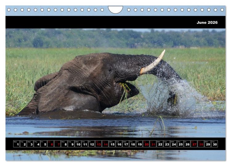 Produktbild: Elephants of Botswana (Wall Calendar 2026 DIN A4 landscape), CALVENDO 12 Month Wall Calendar