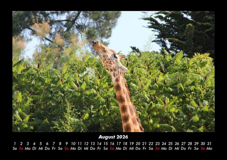 Produktbild: Giraffen 2026 Fotokalender DIN A3