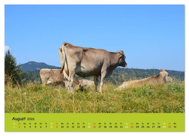 Produktbild: K&uuml;he - Sch&ouml;nheiten der Alpen (Wandkalender 2026 DIN A3 quer), CALVENDO Monatskalender