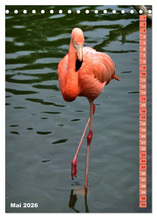 Produktbild: Rosarote Flamingo (Tischkalender 2026 DIN A5 hoch), CALVENDO Monatskalender