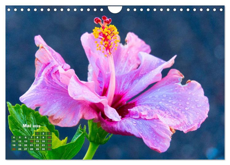 Produktbild: Lanzarote - Land der schwarzen Erde (Wandkalender 2026 DIN A4 quer), CALVENDO Monatskalender