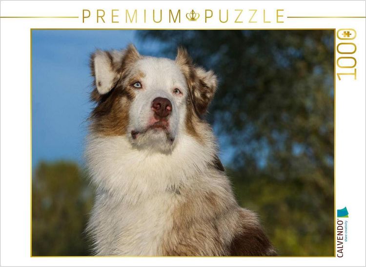 Produktbild: CALVENDO Puzzle Ein Motiv aus dem Kalender Bekannt wie ein bunter Hund. Australian Shepherd - Familienplaner hoch | 1000 Teile Lege-Gr&ouml;&szlig;e 64x48cm Foto