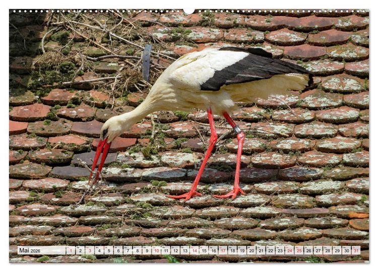 Produktbild: Zeit der St&ouml;rche (hochwertiger Premium Wandkalender 2026 DIN A2 quer), Kunstdruck in Hochglanz