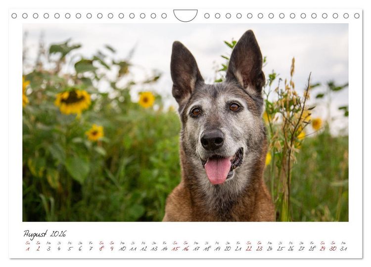 Produktbild: Mit dem Malinois durch das Jahr (Wandkalender 2026 DIN A4 quer), CALVENDO Monatskalender