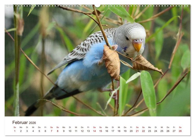 Produktbild: Wellensittiche - der NEUE Kalender (hochwertiger Premium Wandkalender 2026 DIN A2 quer), Kunstdruck in Hochglanz